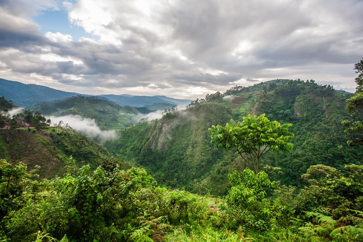 Bwindi Impenetrable Forest in Uganda
