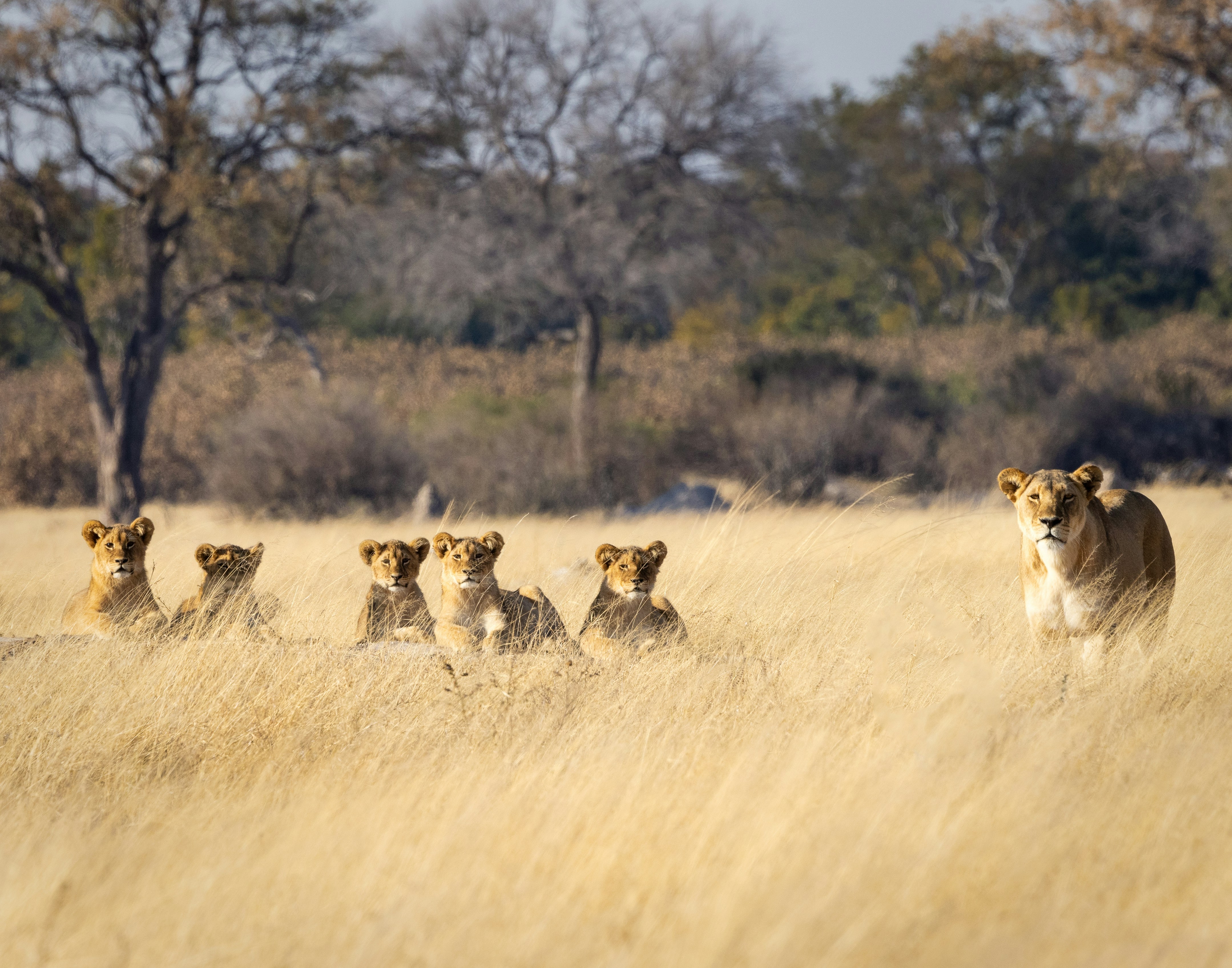 Hwange National Park in Zimbabwe