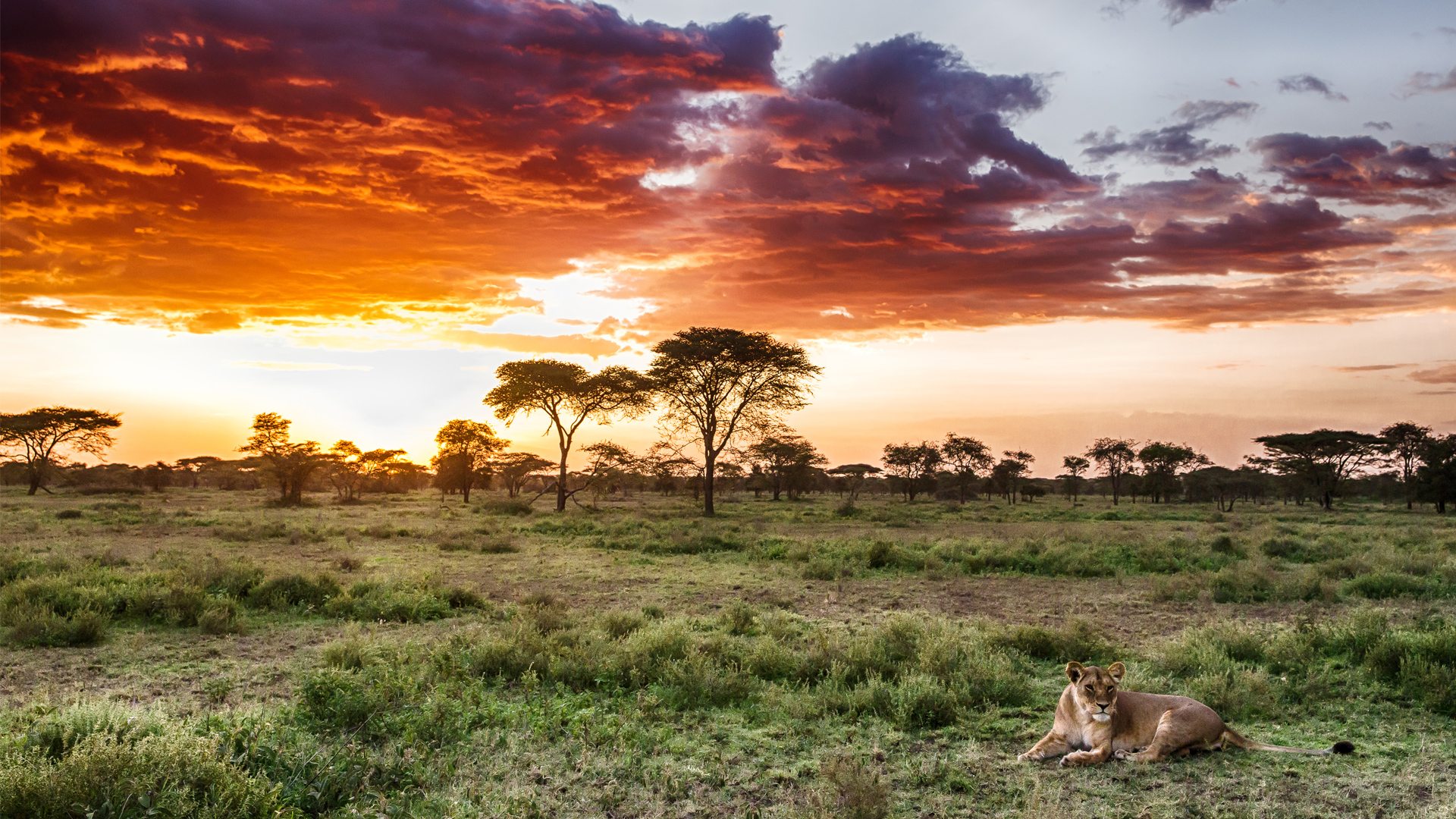 Serengeti National Park in Tanzania